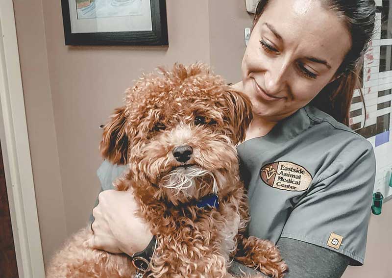 Carousel Slide 4: Dog veterinary care