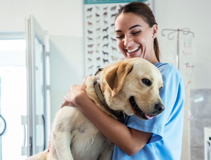 Dog Microchipping