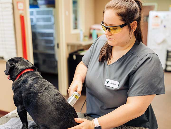 Pet Laser Therapy