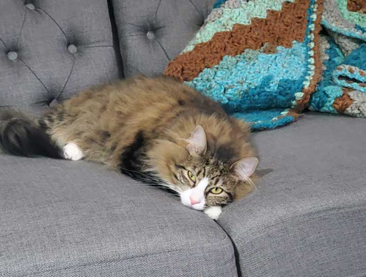 Preventive Care for Cats