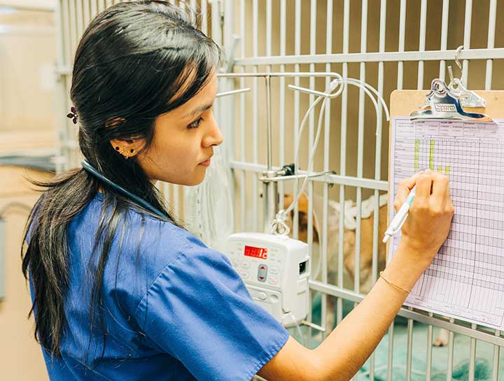Emergency Veterinary Care