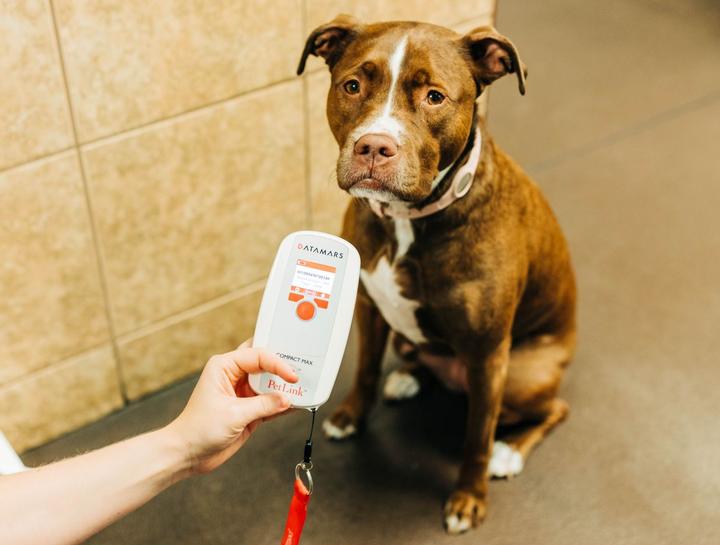 Dog Microchipping